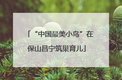 “中国最美小鸟”在保山昌宁筑巢育儿