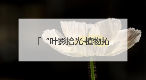 “叶影拾光·植物拓染”手作体验活动