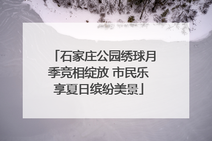 石家庄公园绣球月季竞相绽放 市民乐享夏日缤纷美景