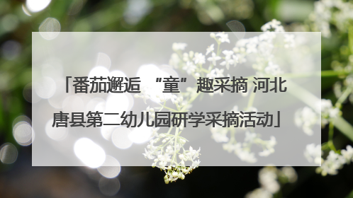 番茄邂逅 “童”趣采摘 河北唐县第二幼儿园研学采摘活动