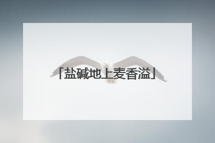 盐碱地上麦香溢