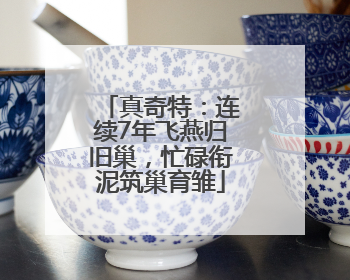 真奇特：连续7年飞燕归旧巢，忙碌衔泥筑巢育雏