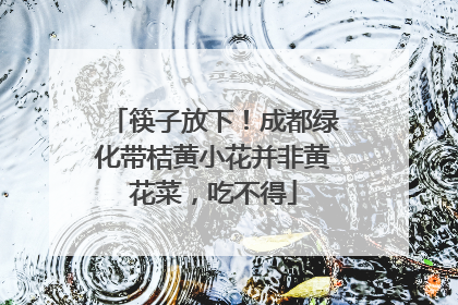 筷子放下！成都绿化带桔黄小花并非黄花菜，吃不得