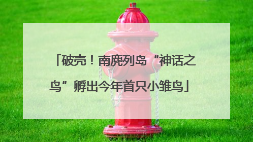 破壳！南麂列岛“神话之鸟”孵出今年首只小雏鸟
