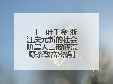 一叶千金 浙江庆元新的社会阶层人士破解荒野茶致富密码
