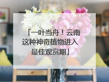 一叶当舟！云南这种神奇植物进入最佳观赏期