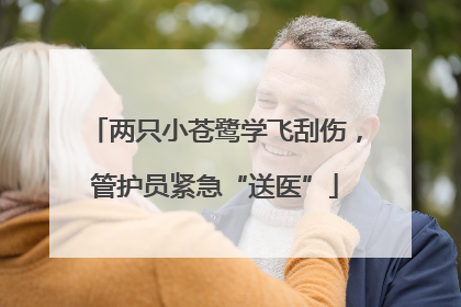 两只小苍鹭学飞刮伤，管护员紧急“送医”