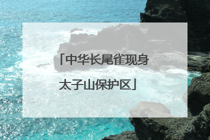 中华长尾雀现身太子山保护区