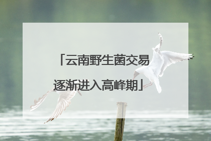 云南野生菌交易逐渐进入高峰期