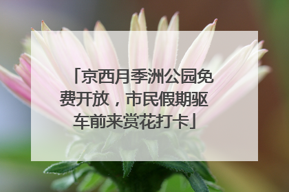 京西月季洲公园免费开放，市民假期驱车前来赏花打卡