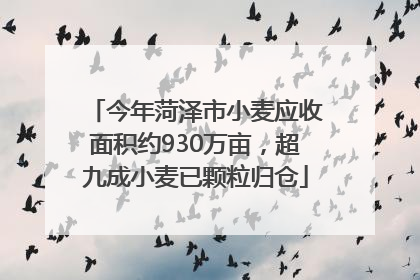 今年菏泽市小麦应收面积约930万亩，超九成小麦已颗粒归仓