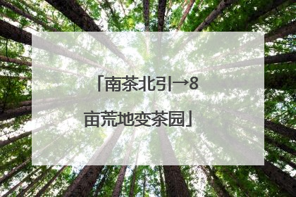 南茶北引→8亩荒地变茶园