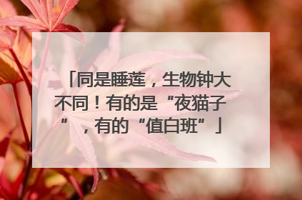 同是睡莲，生物钟大不同！有的是“夜猫子”，有的“值白班”