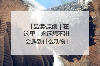 品读·原创｜在这里，永远想不出会遇到什么动物