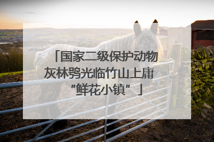 国家二级保护动物灰林鸮光临竹山上庸“鲜花小镇”