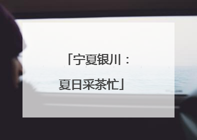 宁夏银川：夏日采茶忙