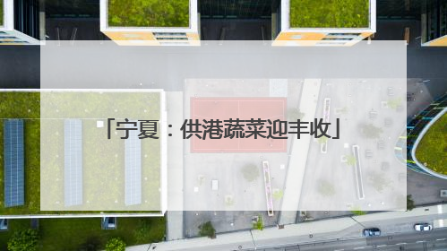 宁夏：供港蔬菜迎丰收