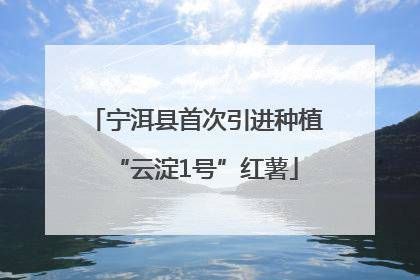 宁洱县首次引进种植“云淀1号”红薯