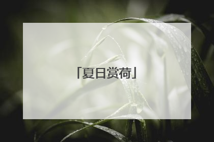 夏日赏荷