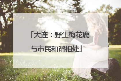 大连：野生梅花鹿与市民和谐相处