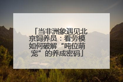 当非洲象遇见北京饲养员：看劳模如何破解“吨位萌宠”的养成密码