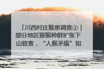 川西村庄猴患调查②｜部分地区猕猴种群扩张下山致害，“人猴矛盾”如何寻找最优解？