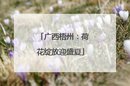 广西梧州：荷花绽放迎盛夏
