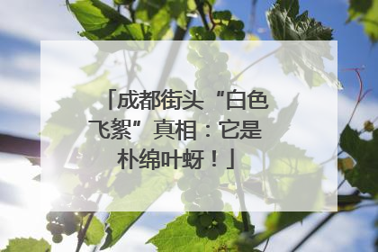 成都街头“白色飞絮”真相：它是朴绵叶蚜！
