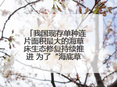 我国现存单种连片面积最大的海草床生态修复持续推进 为了“海底草原”更繁茂