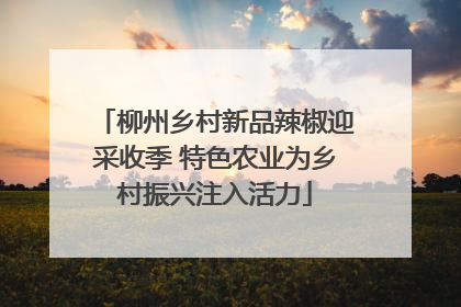 柳州乡村新品辣椒迎采收季 特色农业为乡村振兴注入活力