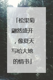 松果菊翩然盛开，像夏天写给大地的情书