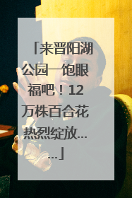 来晋阳湖公园一饱眼福吧！12万株百合花热烈绽放……