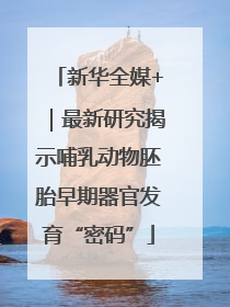 新华全媒+｜最新研究揭示哺乳动物胚胎早期器官发育“密码”