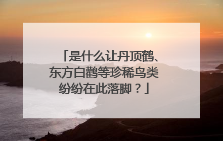 是什么让丹顶鹤、东方白鹳等珍稀鸟类纷纷在此落脚？