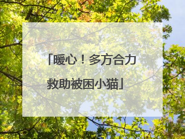 暖心！多方合力救助被困小猫