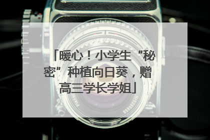 暖心！小学生“秘密”种植向日葵，赠高三学长学姐