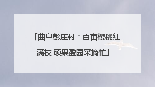 曲阜彭庄村：百亩樱桃红满枝 硕果盈园采摘忙