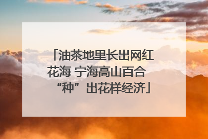 油茶地里长出网红花海 宁海高山百合“种”出花样经济
