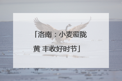 洛南：小麦覆陇黄 丰收好时节