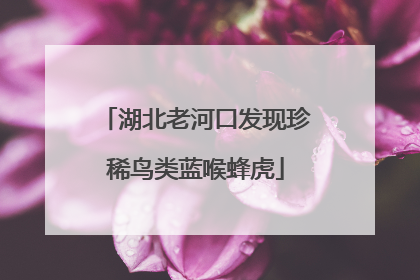 湖北老河口发现珍稀鸟类蓝喉蜂虎