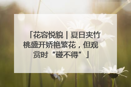 花容悦貌｜夏日夹竹桃盛开娇艳繁花，但观赏时“碰不得”
