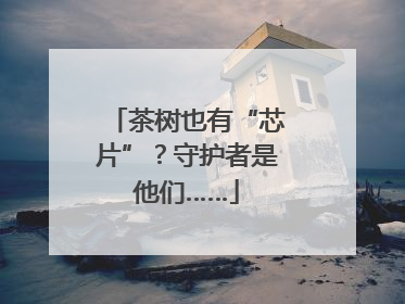 茶树也有“芯片”？守护者是他们……