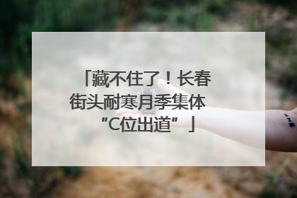 藏不住了！长春街头耐寒月季集体“C位出道”