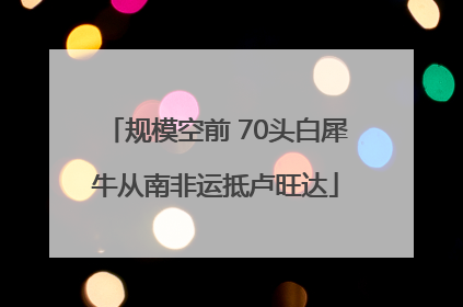 规模空前 70头白犀牛从南非运抵卢旺达