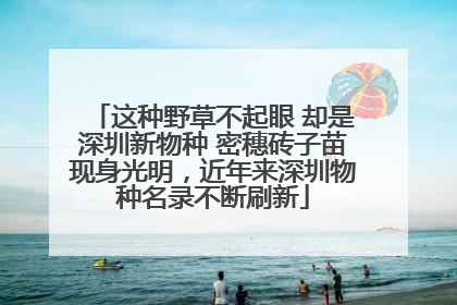 这种野草不起眼 却是深圳新物种 密穗砖子苗现身光明，近年来深圳物种名录不断刷新