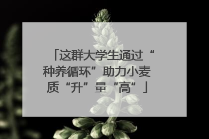这群大学生通过“种养循环”助力小麦质“升”量“高”