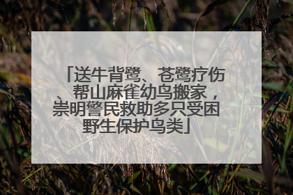 送牛背鹭、苍鹭疗伤、帮山麻雀幼鸟搬家，崇明警民救助多只受困野生保护鸟类