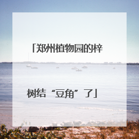 郑州植物园的梓树结“豆角”了