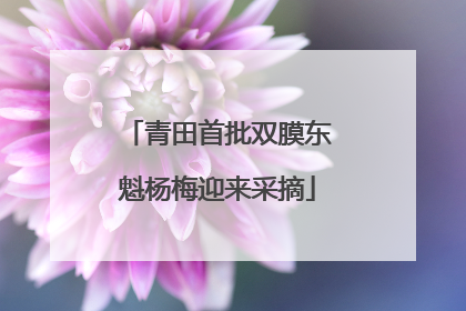 青田首批双膜东魁杨梅迎来采摘