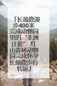 长颈鹿漫步400米完成动物园里的“非洲迁徙” 红山森林动物园完成怀孕长颈鹿步行转运